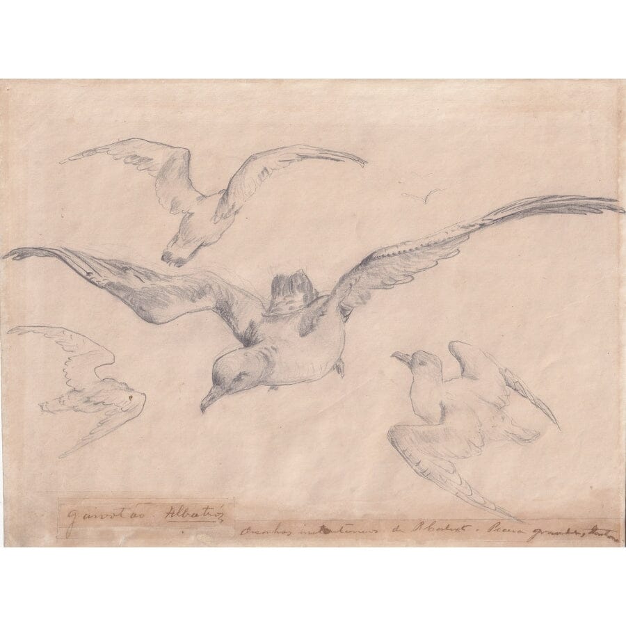 Desenho naturalista de Benedito Calixto (por volta de 1900) Desenhos Com certificado de autenticidade e garantia 